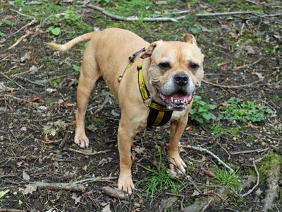 Jay | French Bulldog Cross | Merseyside (Liverpool) - 2