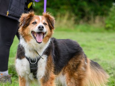 Shep | Collie (Border) Cross | Bridgend (Wales) - 5