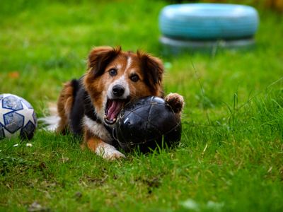 Shep | Collie (Border) Cross | Bridgend (Wales) - 3