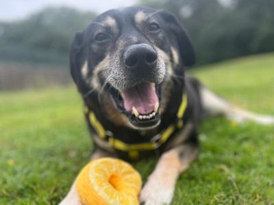 Marlin | German Shepherd Dog Cross | Canterbury - 3