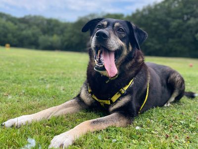 Marlin | German Shepherd Dog Cross | Canterbury - 5