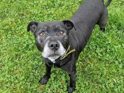 Bruce | Terrier (Staffordshire Bull) | Bridgend (Wales) - 3