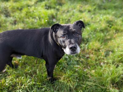 Bruce | Terrier (Staffordshire Bull) | Bridgend (Wales) - 2