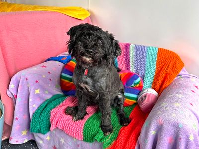 Woody | Poodle (Miniature) Cross | Shoreham (Sussex) - 5