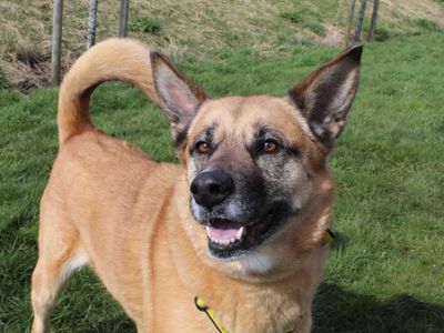 Skye | German Shepherd Dog Cross | Evesham (Worcestershire) - 5