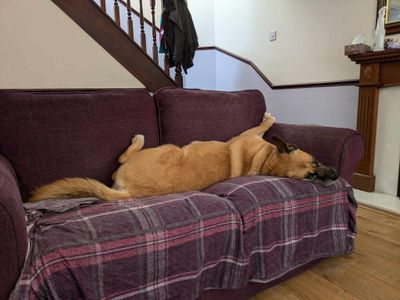 Skye | German Shepherd Dog Cross | Evesham (Worcestershire) - 2