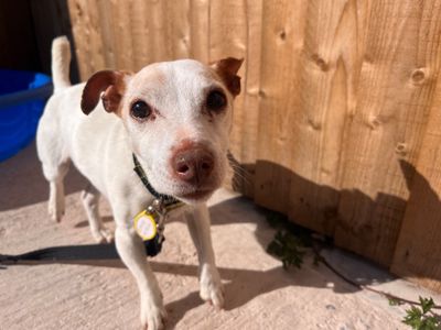 Nova | Terrier (Jack Russell) | Salisbury (Wiltshire) - 3