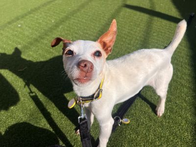 Nova | Terrier (Jack Russell) | Salisbury (Wiltshire) - 2