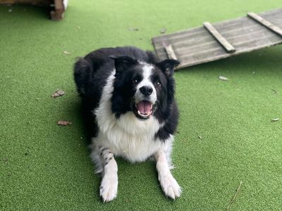 Brodie | Collie (Border) | Loughborough - 3