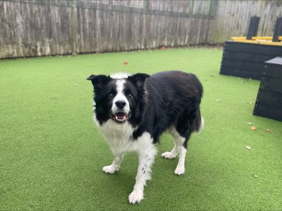 Brodie | Collie (Border) | Loughborough - 2