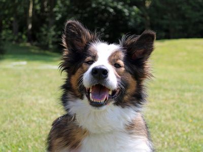 Hiro | Collie (Smooth) Cross | Merseyside (Liverpool) - 2