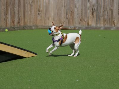 Penny | Terrier (Jack Russell) | Glasgow - 3