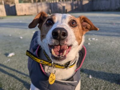 Penny | Terrier (Jack Russell) | Glasgow - 5