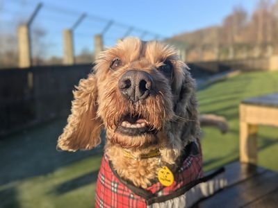 Murphy | Spaniel (Cocker) Cross | Glasgow - 5