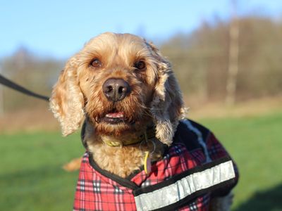 Murphy | Spaniel (Cocker) Cross | Glasgow - 3