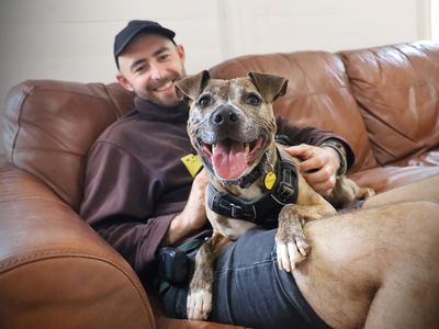 Peggy | Terrier (Staffordshire Bull) Cross | Manchester - 3