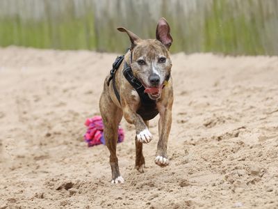 Peggy | Terrier (Staffordshire Bull) Cross | Manchester - 5