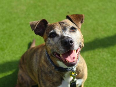 Peggy | Terrier (Staffordshire Bull) Cross | Manchester - 2