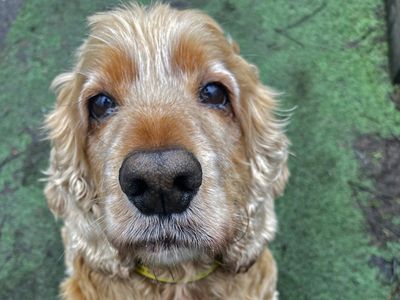 Ronnie | Spaniel (Cocker) | Merseyside (Liverpool) - 2