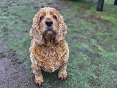 Ronnie | Spaniel (Cocker) | Merseyside (Liverpool) - 3