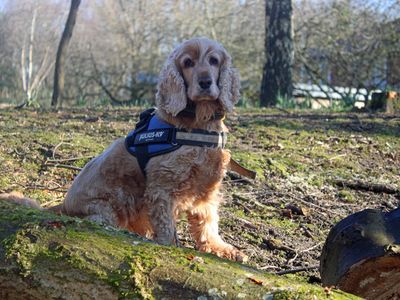 Ronnie | Spaniel (Cocker) | Merseyside (Liverpool) - 4