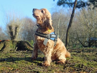 Ronnie | Spaniel (Cocker) | Merseyside (Liverpool) - 2