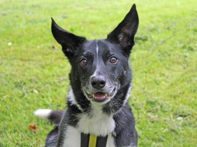 Star | Collie (Border) | Merseyside (Liverpool) - 4