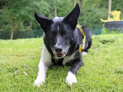 Star | Collie (Border) | Merseyside (Liverpool) - 3