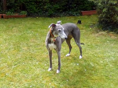 Maggy | Greyhound | Shoreham (Sussex) - 2