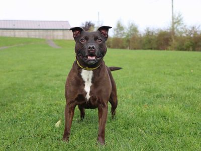 Luca | Terrier (Staffordshire Bull) | Darlington - 2