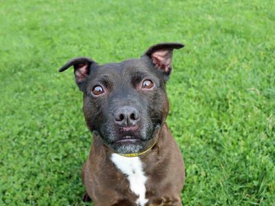 Luca | Terrier (Staffordshire Bull) | Darlington - 3