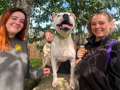 Barry | Terrier (Staffordshire Bull) Cross | Loughborough - 5