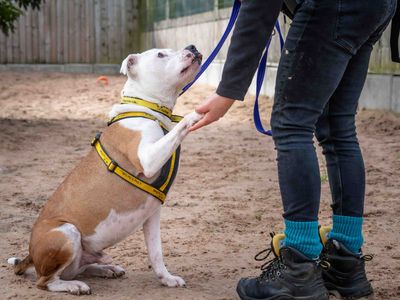 Barry | Terrier (Staffordshire Bull) Cross | Loughborough - 3