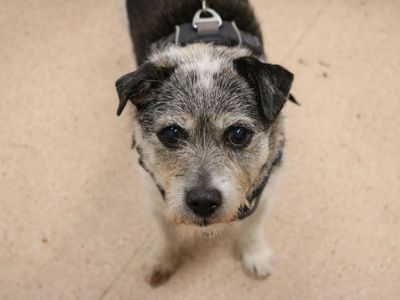 Spike | Terrier (Jack Russell) | Glasgow - 5