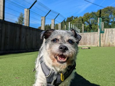 Spike | Terrier (Jack Russell) | Glasgow - 3