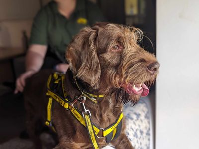 Barley | Spaniel (Cocker) Cross | Bridgend (Wales) - 5