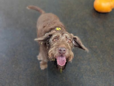 Barley | Spaniel (Cocker) Cross | Bridgend (Wales) - 3