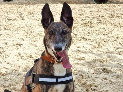 Juno | Lurcher Cross | Harefield West London - 2