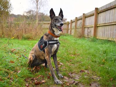 Juno | Lurcher Cross | Harefield West London - 4