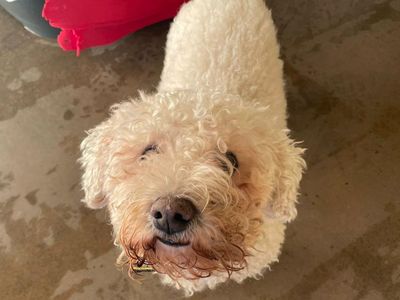 Teddy | Bichon Frise Cross | Shrewsbury (Shropshire) - 3