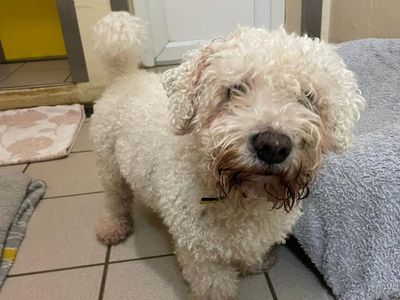 Teddy | Bichon Frise Cross | Shrewsbury (Shropshire) - 2