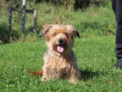 Marley | Terrier (Yorkshire) Cross | Darlington - 3