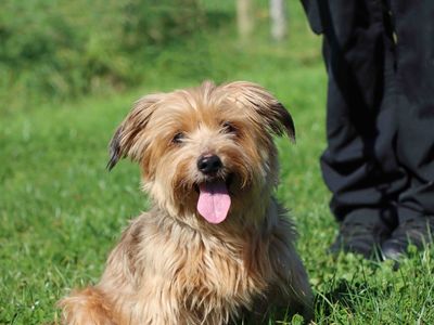 Marley | Terrier (Yorkshire) Cross | Darlington - 2