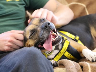 Phoebe | Terrier (Staffordshire Bull) Cross | Leeds - 3