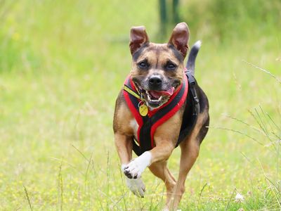 Phoebe | Terrier (Staffordshire Bull) Cross | Leeds - 5