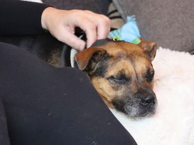 Phoebe | Terrier (Staffordshire Bull) Cross | Leeds - 4