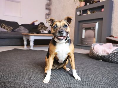 Phoebe | Terrier (Staffordshire Bull) Cross | Leeds - 2