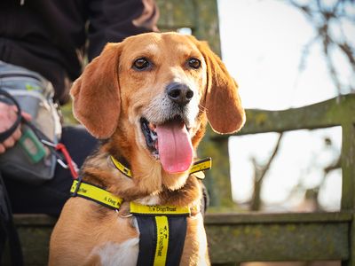 Dogs trust hot sale york road