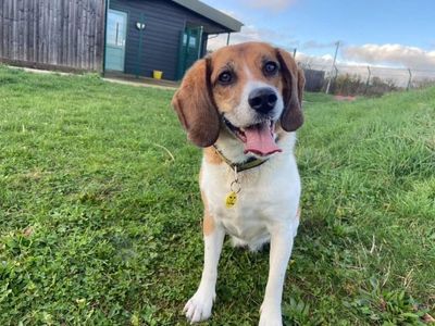 Lurcher store beagle cross