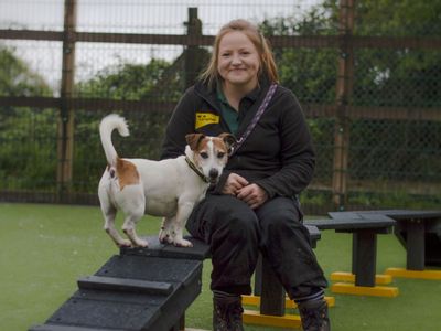 Ben | Terrier (Jack Russell) | Kenilworth (West Midlands) - 4